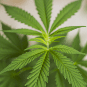 cannabis plant